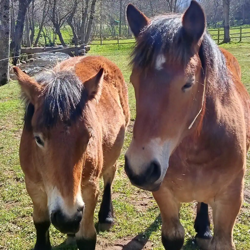 Caballos en Serenidad